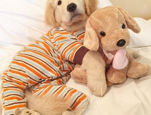 PJs for dogs