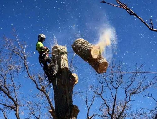 tree removal Charlotte