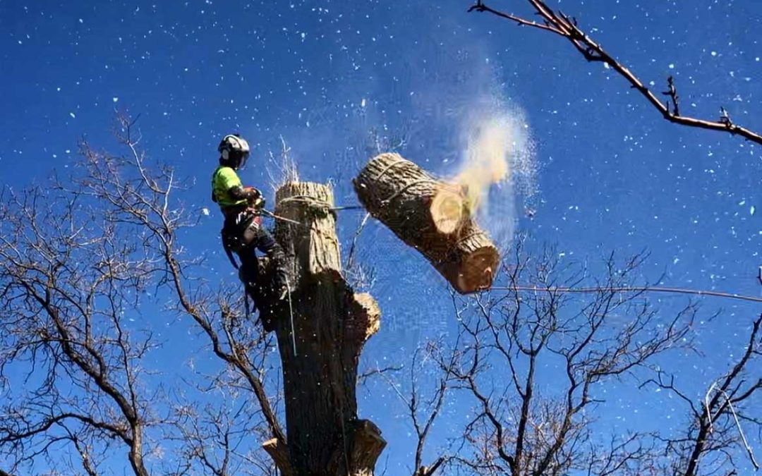 tree removal Charlotte