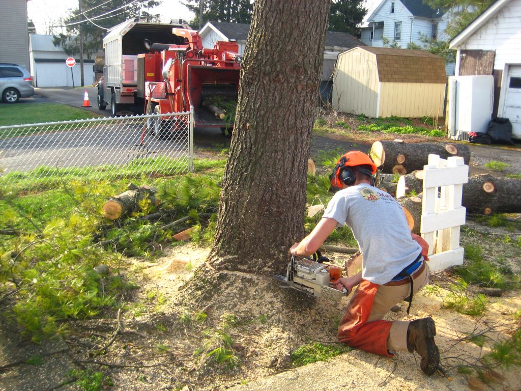 tree removal Charlotte
