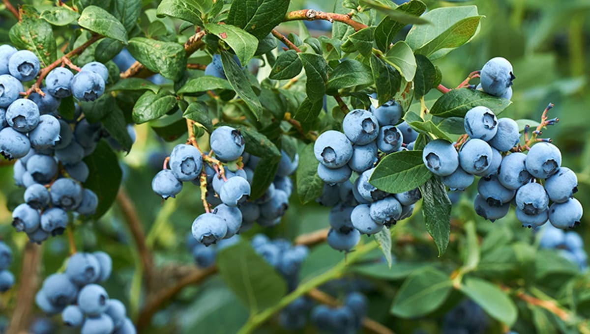 growing blueberries 