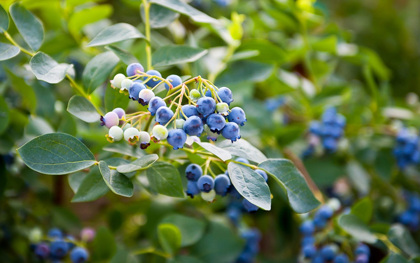 blueberry bushes